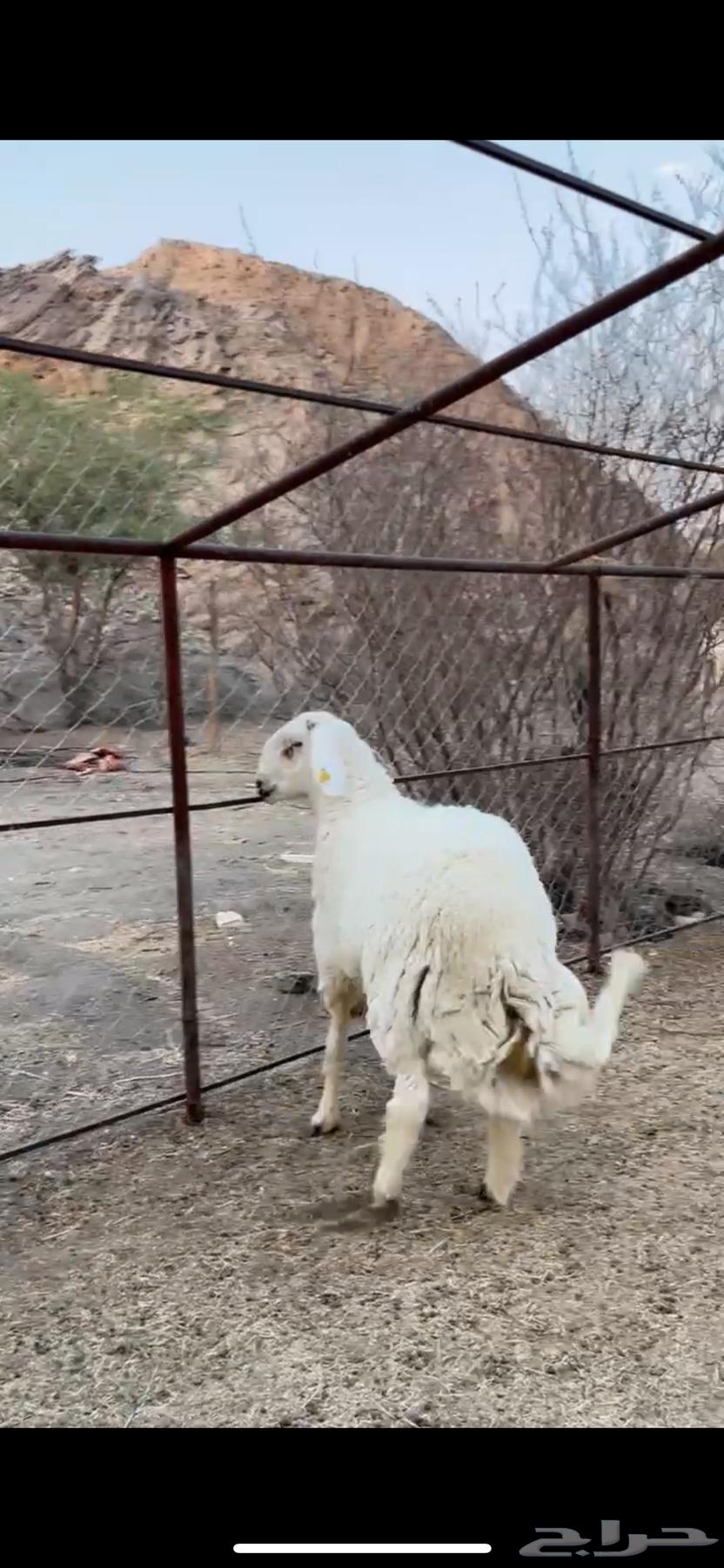 للبيع فحل حري كفوو64491741069569113