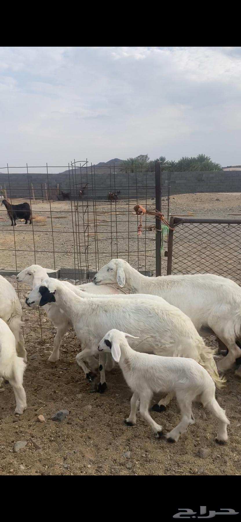 Zan Matabe364491659971843112