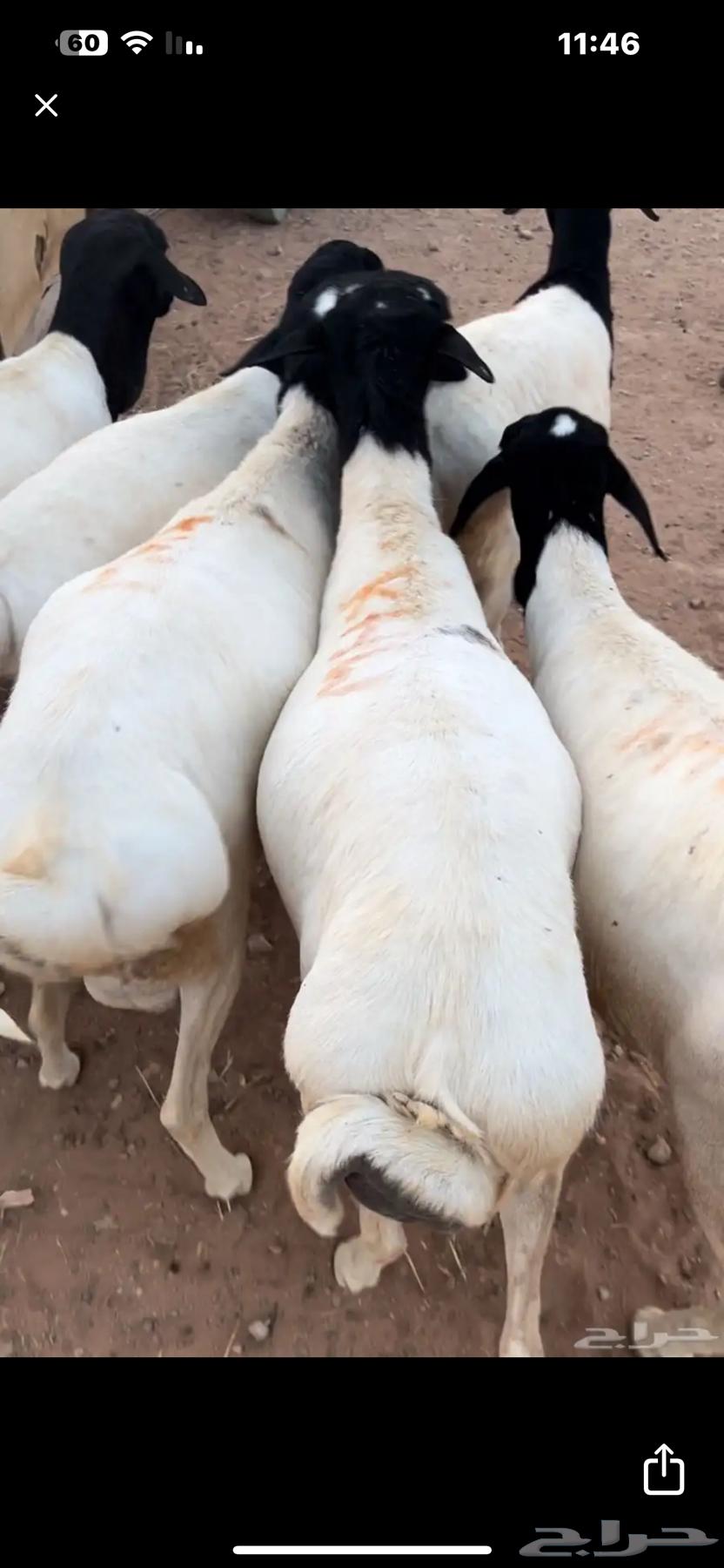 Clean equal-sized lambs with clean pens related to 4 months of feed64497124079235112