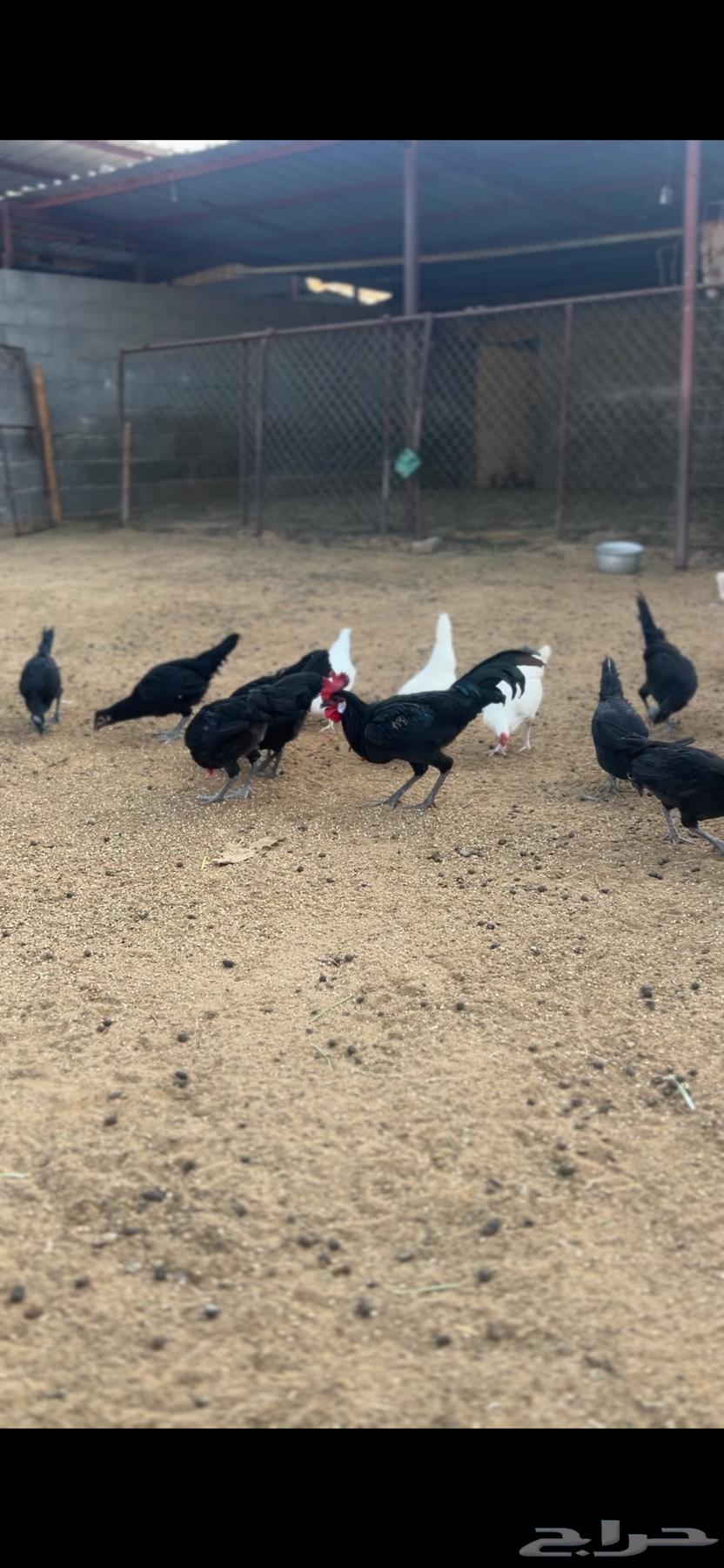 دجاج للبيع64489378200835111