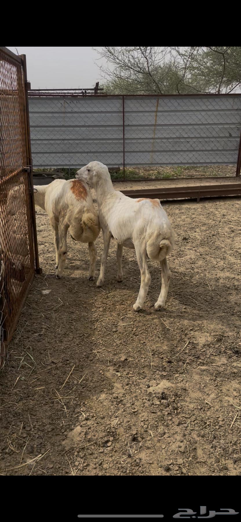 فران للبيع64492907694595111