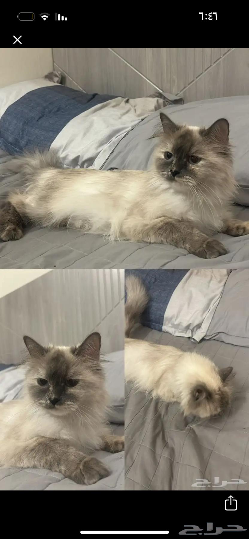 Enough64492813246594114