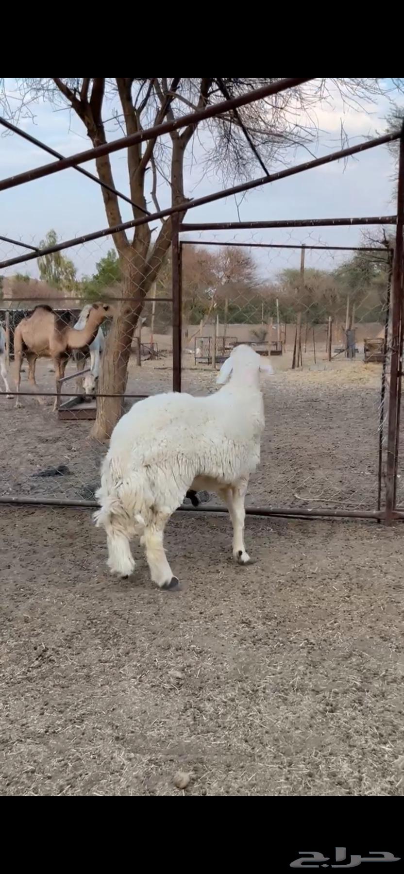 للبيع فحل حري كفوو64491741069569111