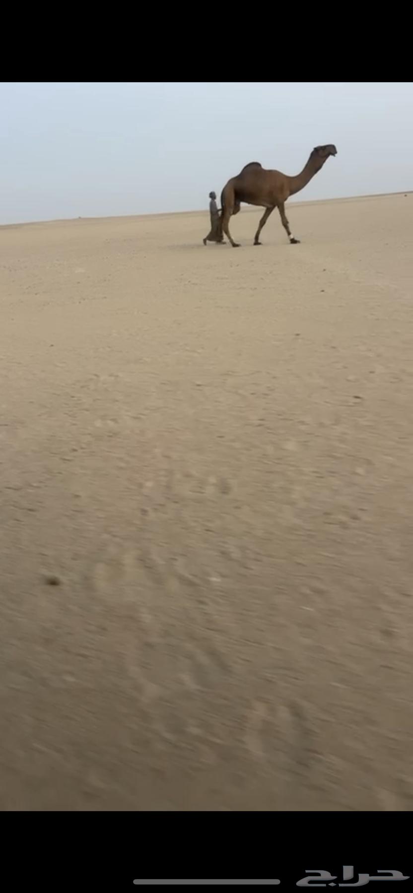 بعير سلاله و شكل كفو64488146019970114