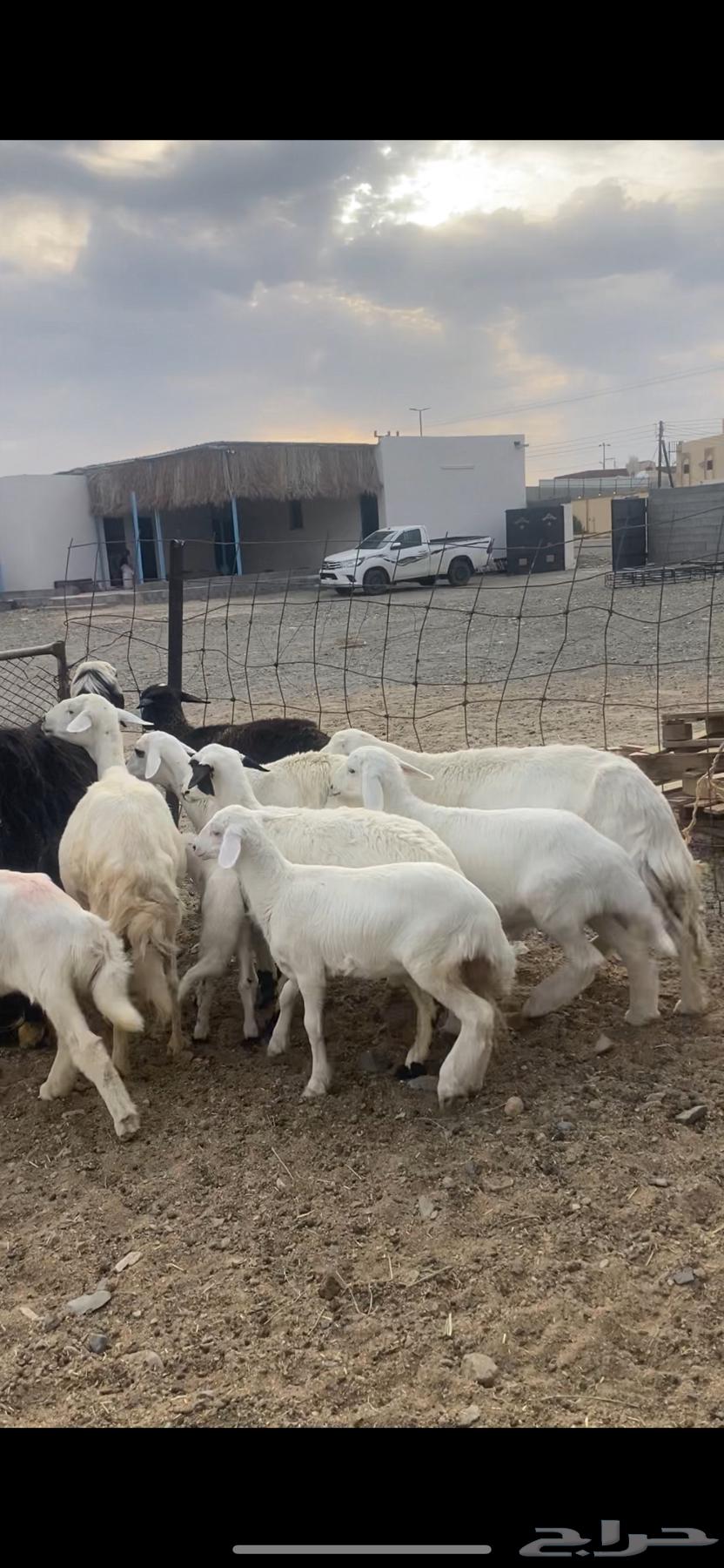 Zan Matabe364491659971843111