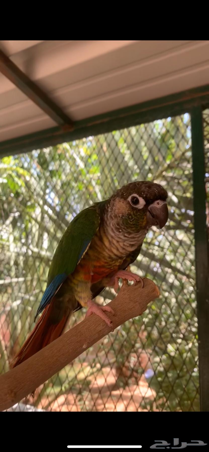 كنيور يلو سايد64492974970114110