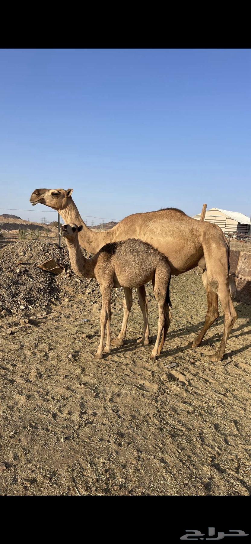 A young she-camel with a calf underneath, price limit 8800, sold64488768704259110