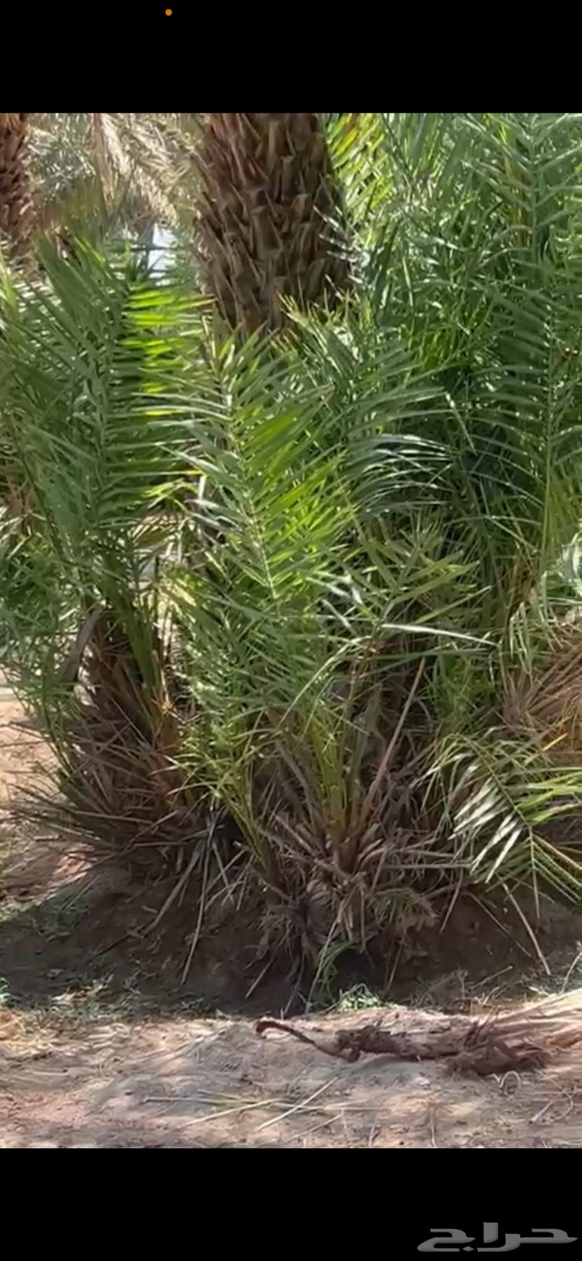 Zero date saplings for sale64490482272259110