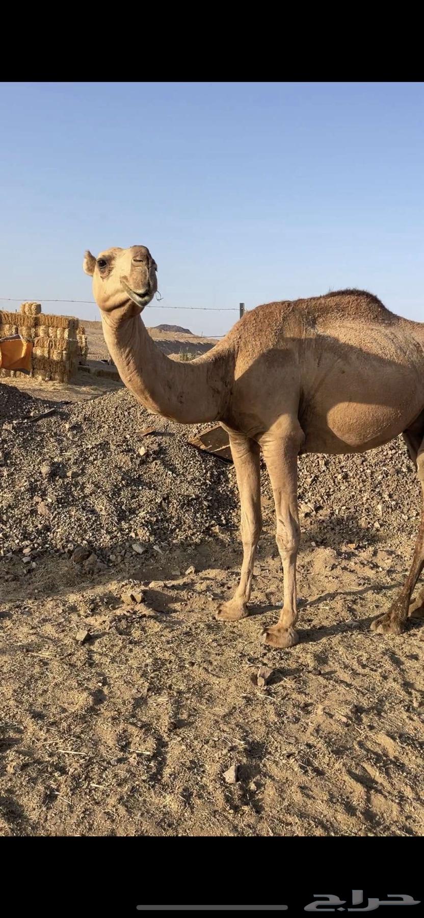 A young she-camel with a calf underneath, price limit 8800, sold64488768704259114