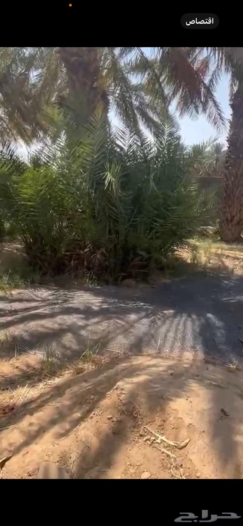 Zero date saplings for sale64490482272259111