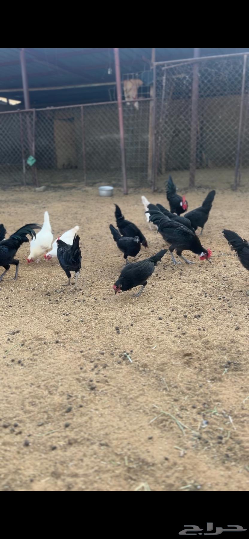 دجاج للبيع64489378200835110