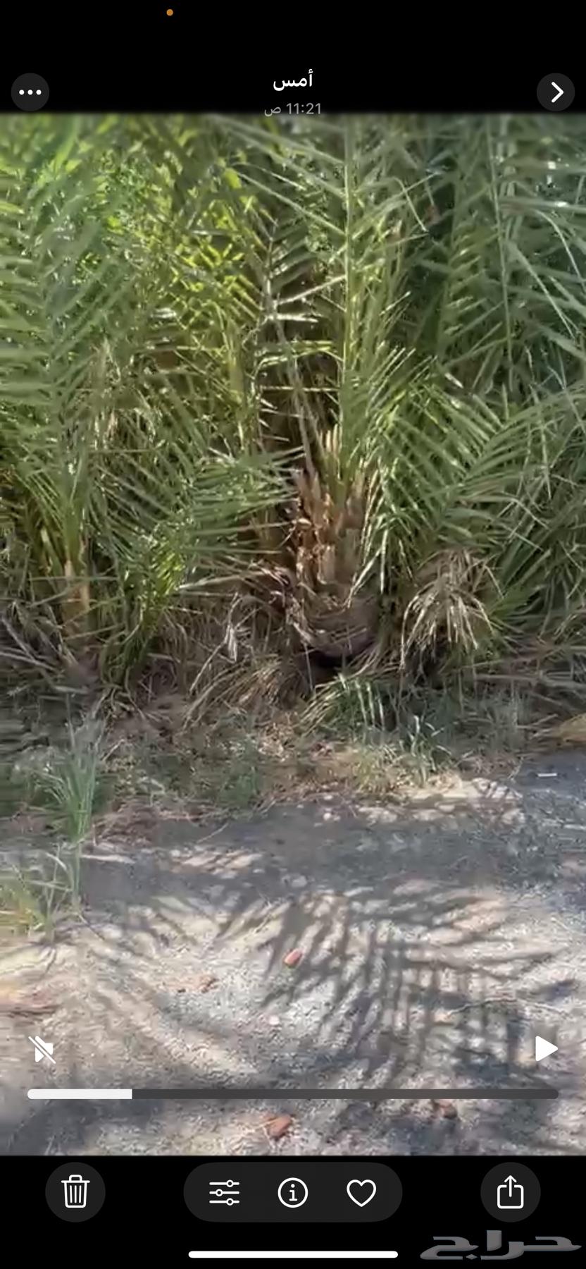 Zero date saplings for sale64490482272259113