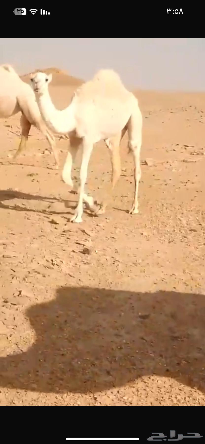 للبيع بكرة باتلي64490782474755110