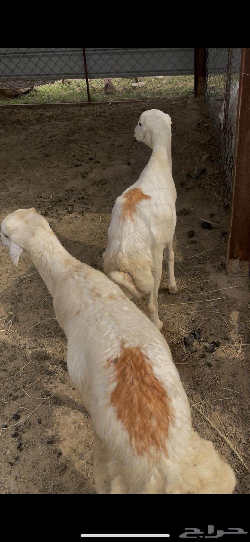 فران للبيع64492907694595113