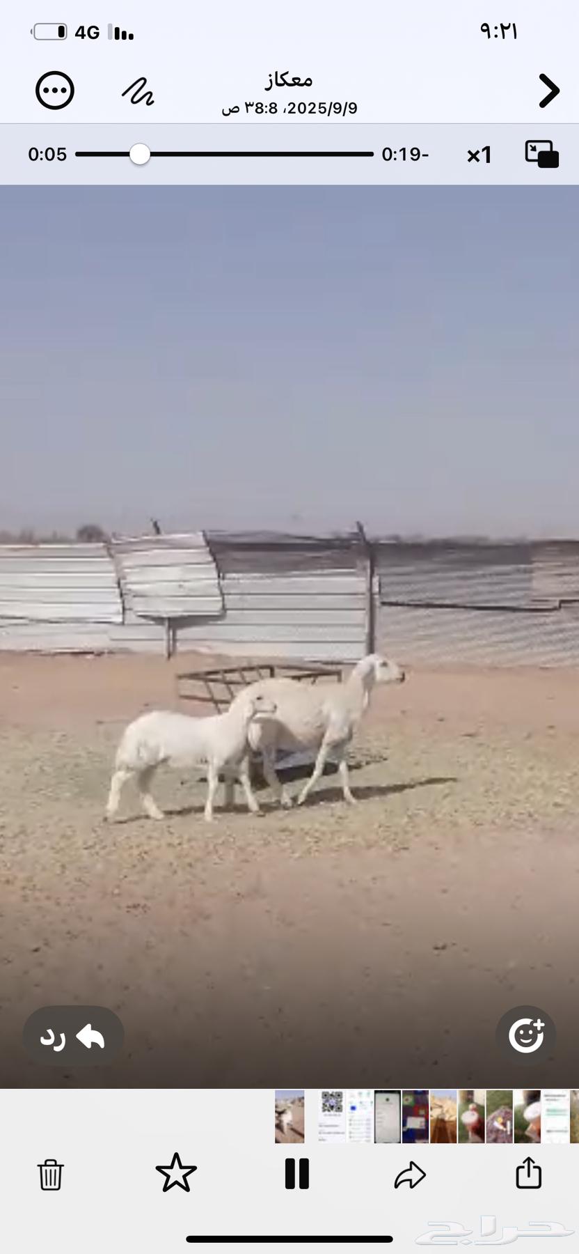 حريه رباع والد للبيع64488616125954110