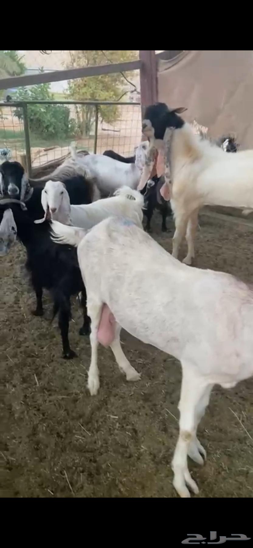 للبيع معزا مراح واحد ( تم البيع )64487897143809110