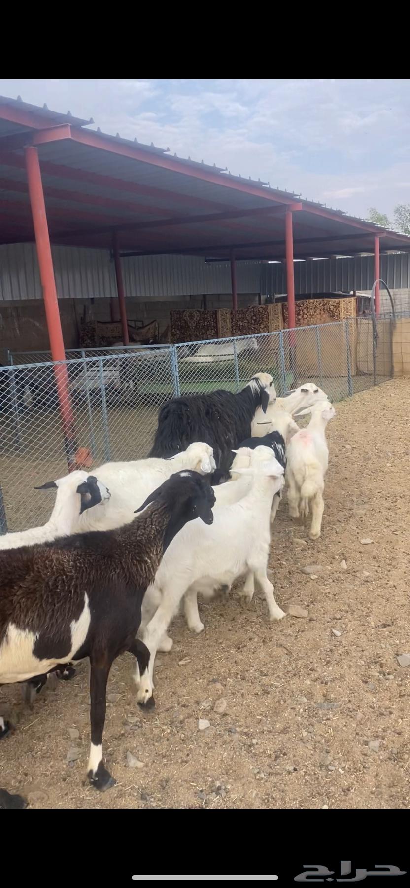 Zan Matabe364491659971843113