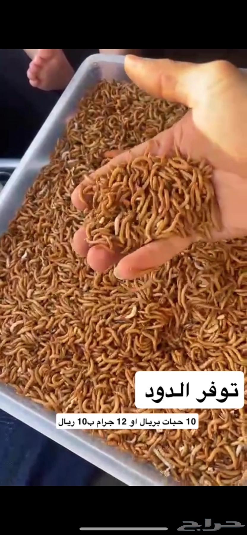 12g Hookah Charcoal for 10 SAR and 3 Ants for 1 SAR64487773966721110