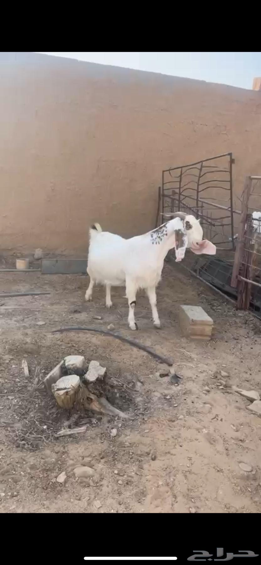 For sale, goat with sounder, good breed (Sold)64493739007235111