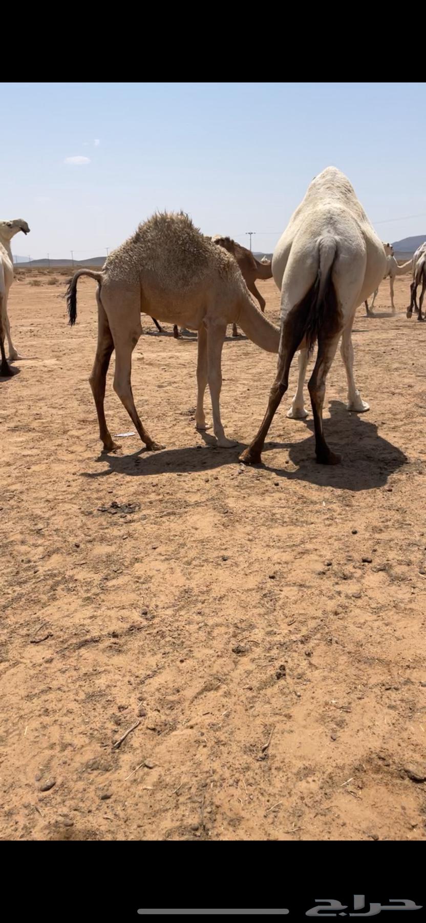 قعدان حليب64491225176066111