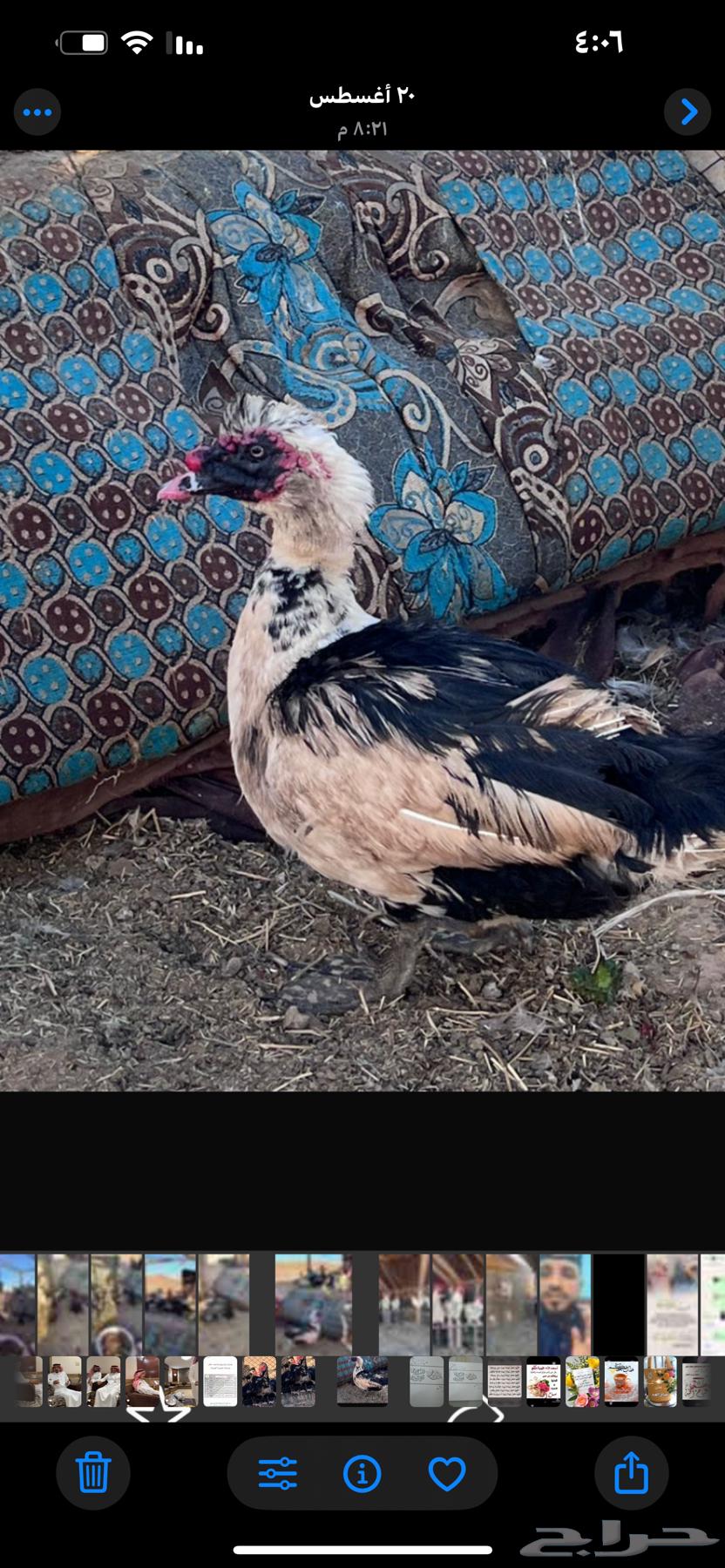 بط سوداني للبيع64492175647874110