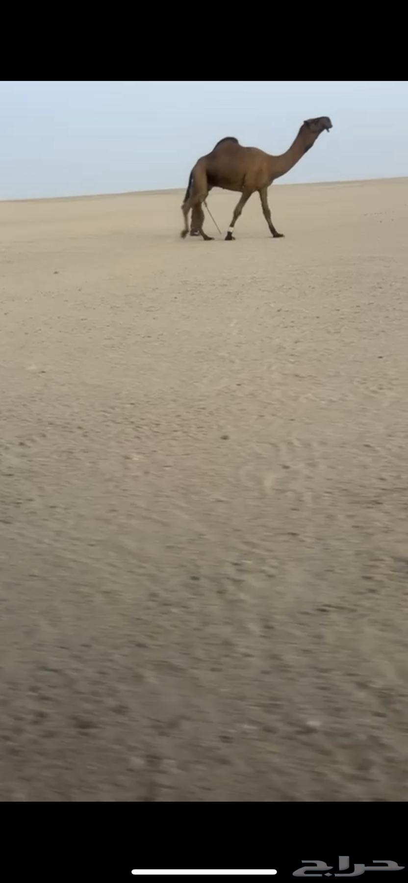 بعير سلاله و شكل كفو64488146019970113