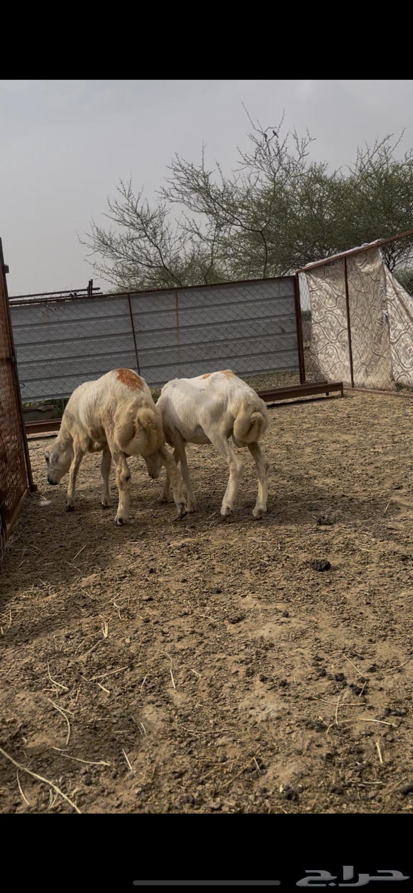 فران للبيع64492907694595110