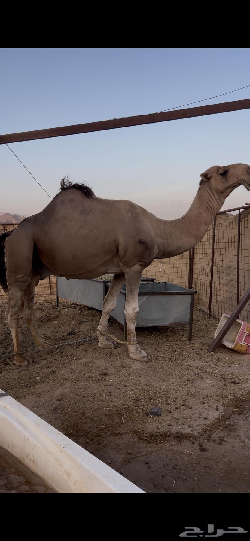 Red stud camel64488339900289111