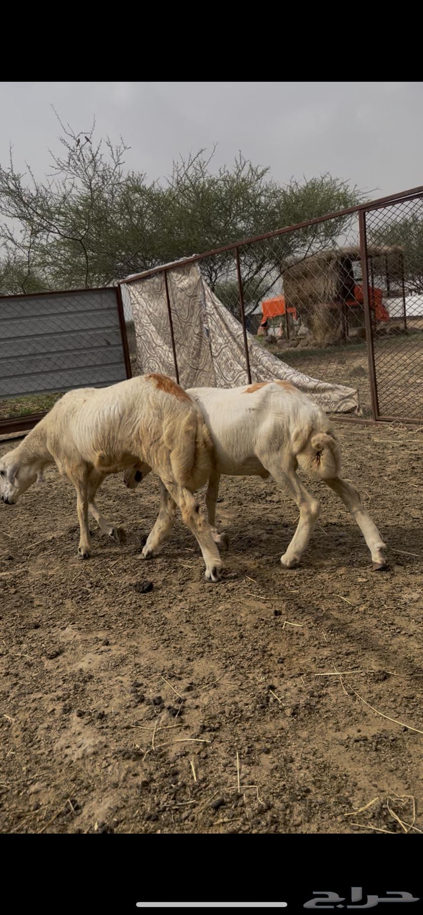 فران للبيع64492907694595112