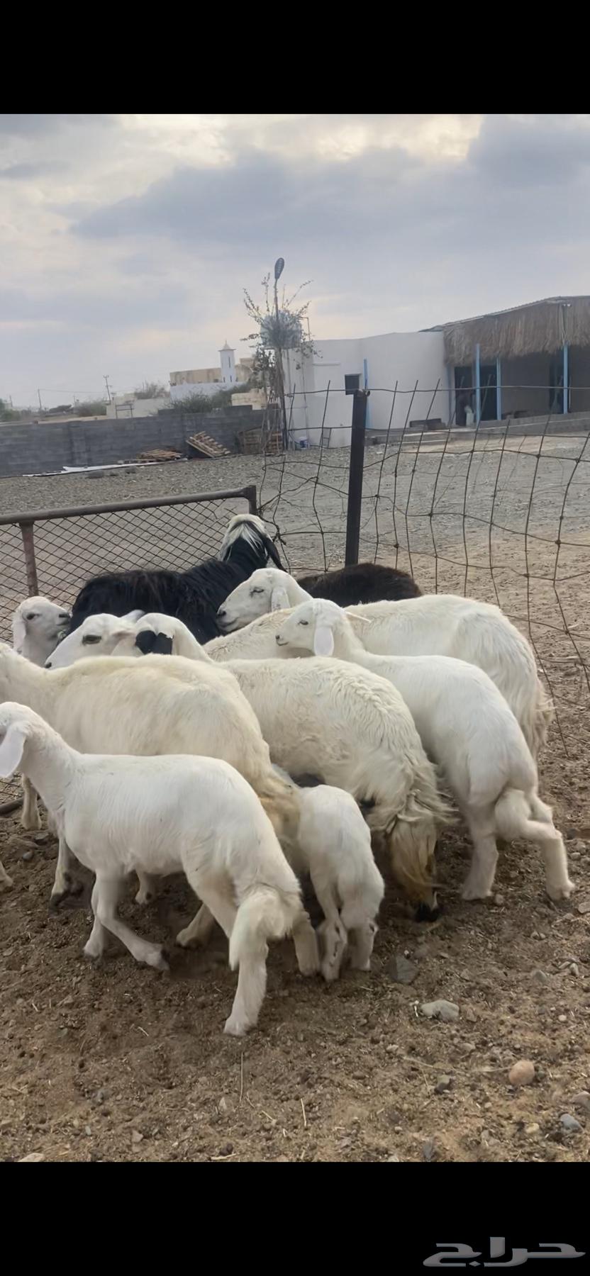 Zan Matabe364491659971843110