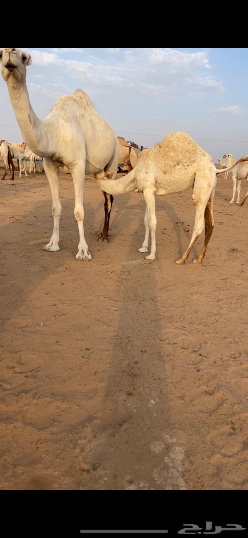 قعدان حليب64491225176066110