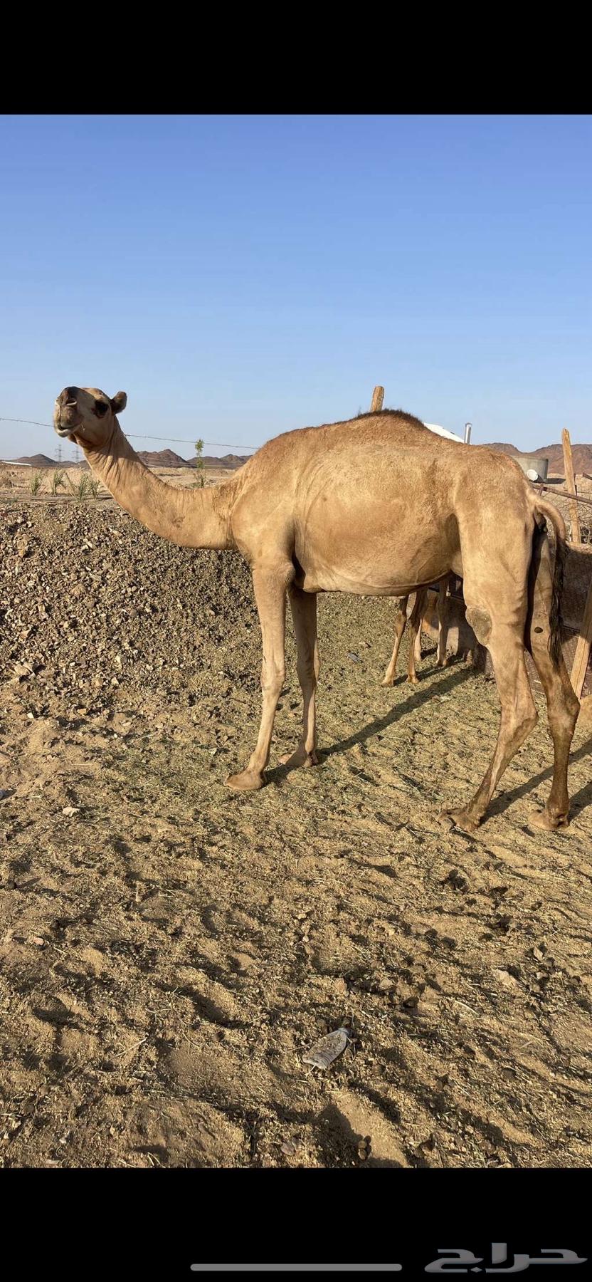 A young she-camel with a calf underneath, price limit 8800, sold64488768704259111