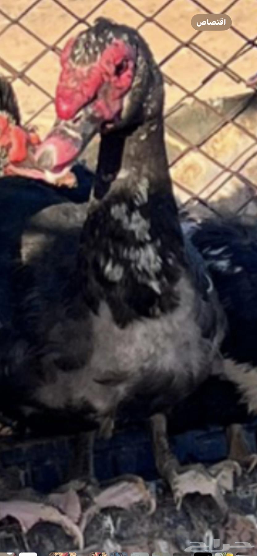 بط سوداني للبيع64492175647874111