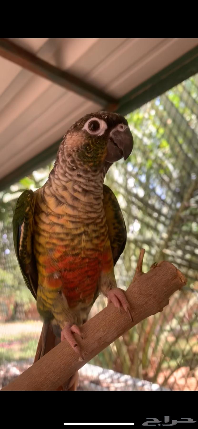 كنيور يلو سايد64492974970114114