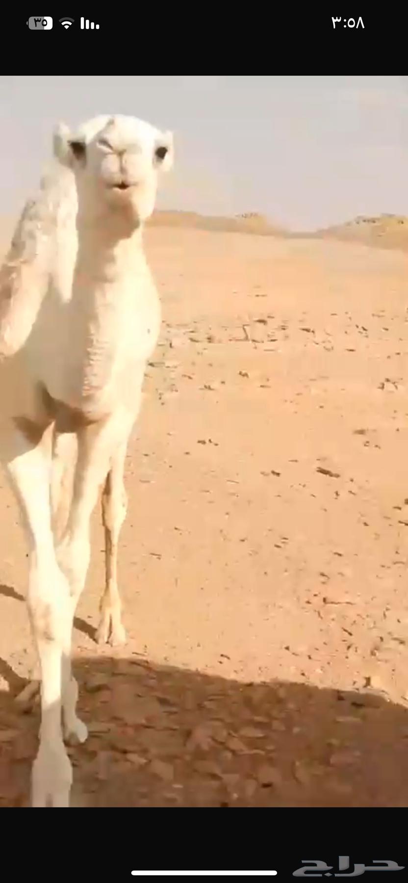 للبيع بكرة باتلي64490782474755112