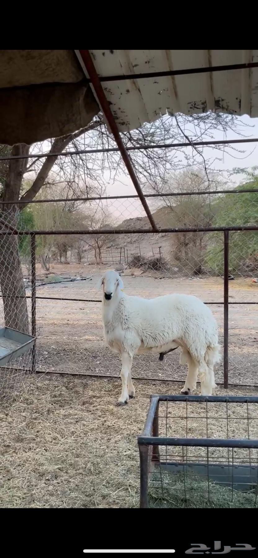 للبيع فحل حري كفوو64491741069569110