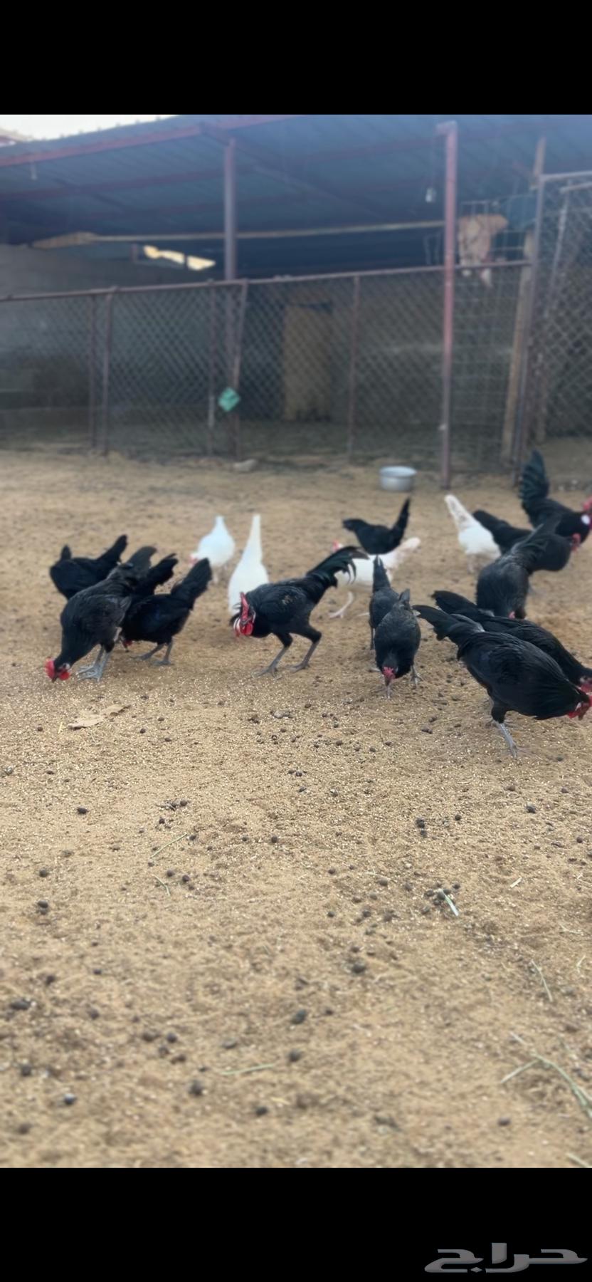 دجاج للبيع64489378200835112