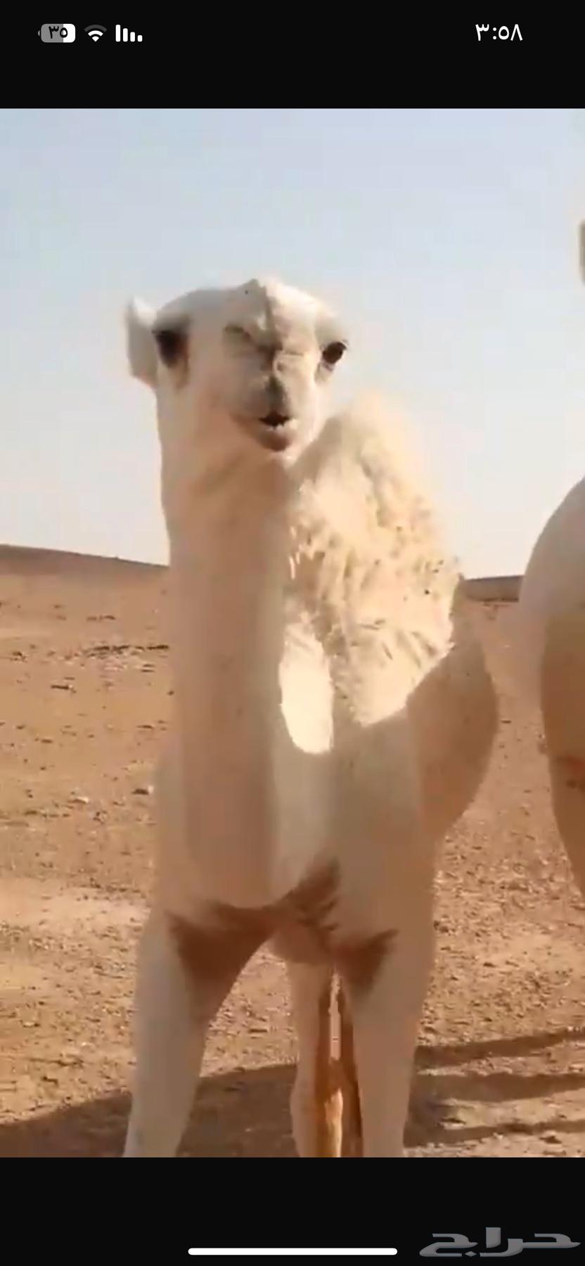 للبيع بكرة باتلي64490782474755113