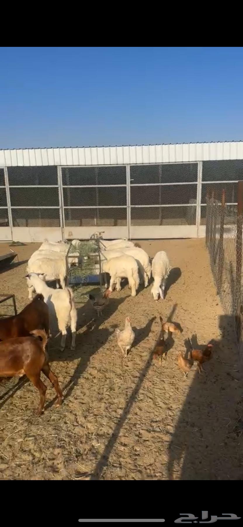 خرفان وتيوس للبيع64488685992449112