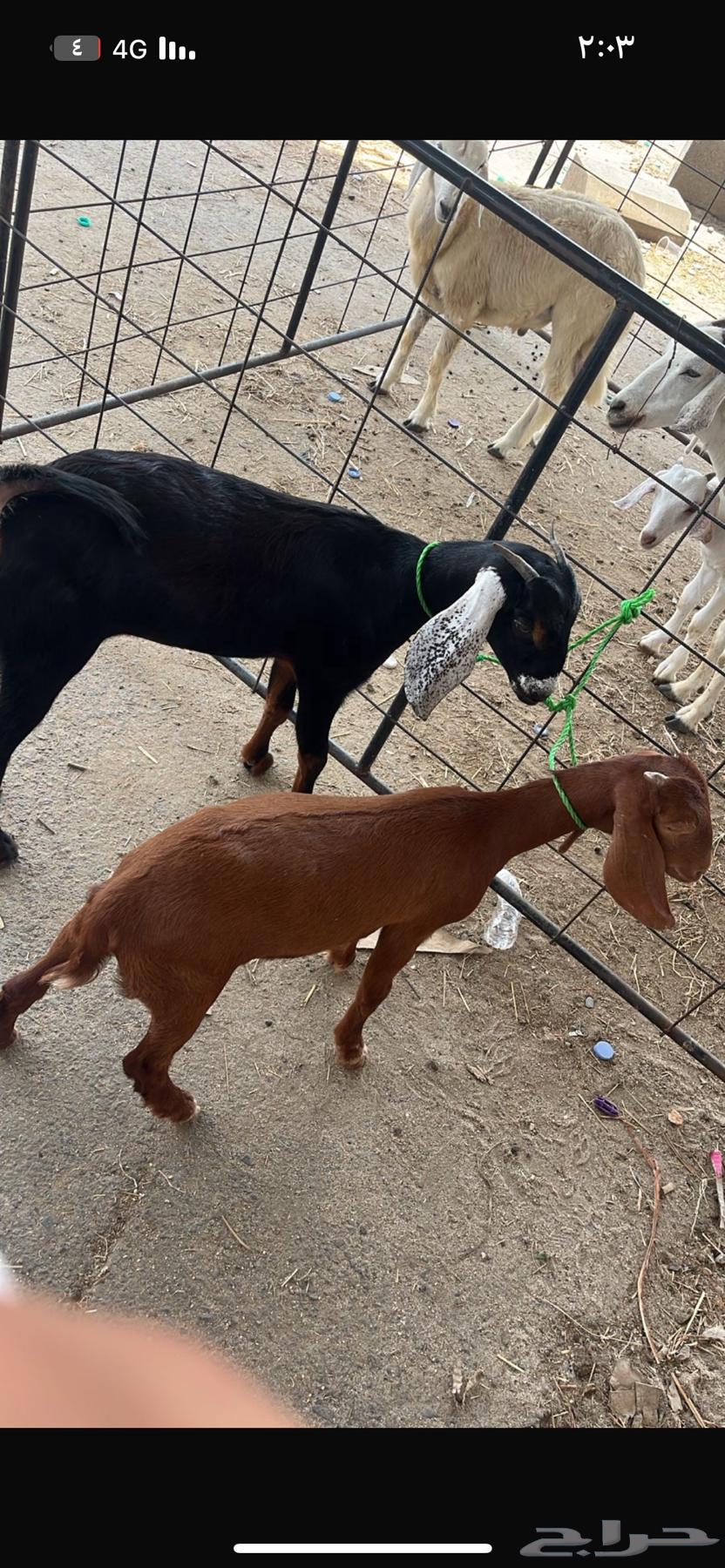 Sheep64489834268929110