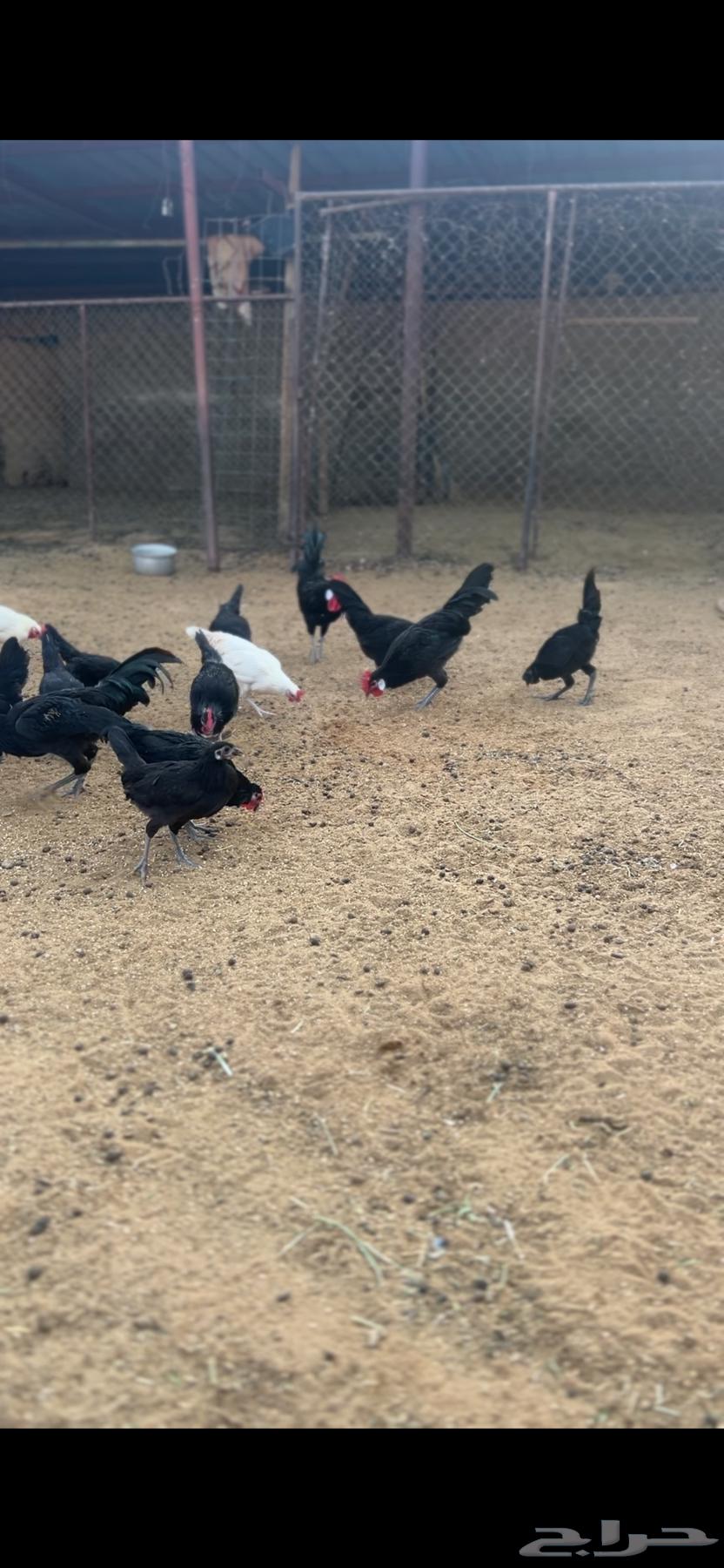 دجاج للبيع64489378200835113