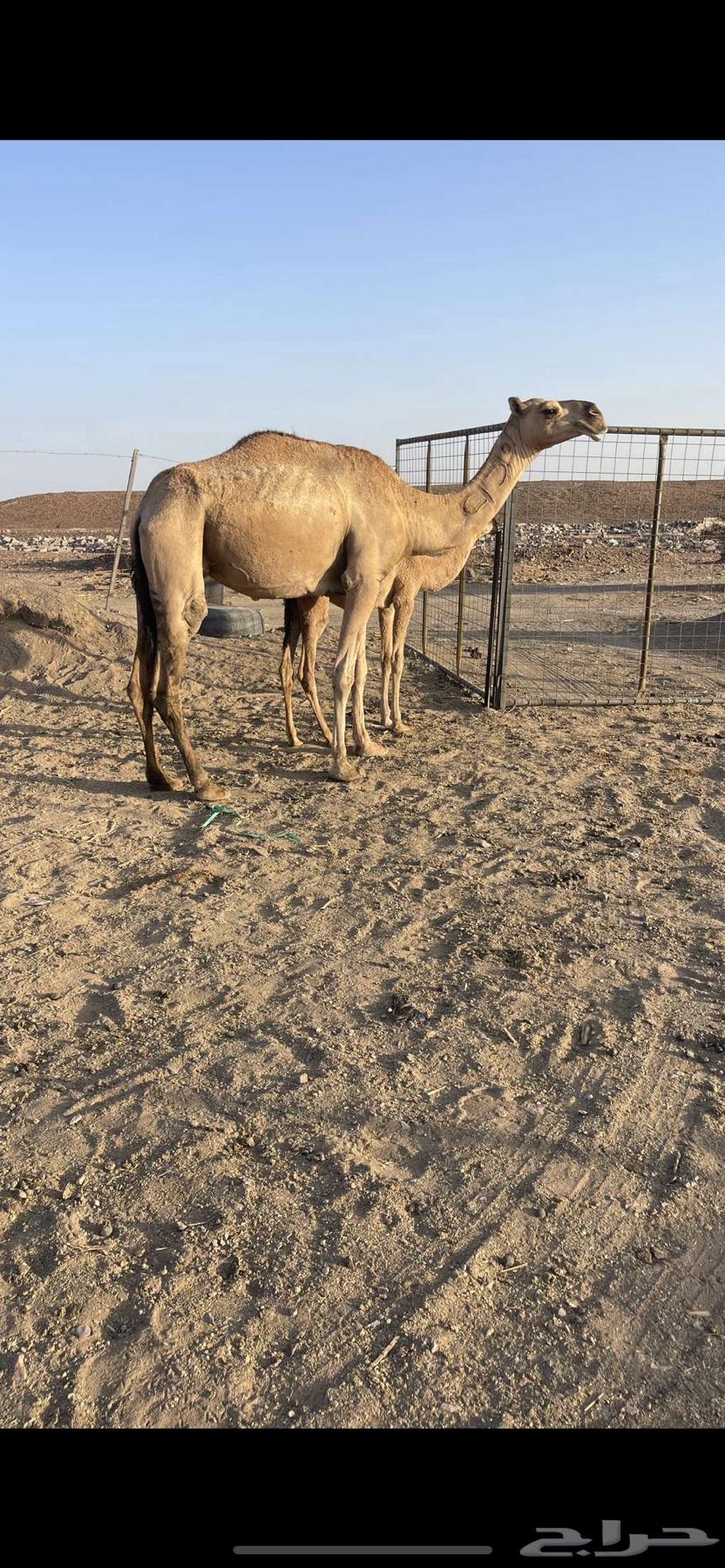 A young she-camel with a calf underneath, price limit 8800, sold64488768704259113