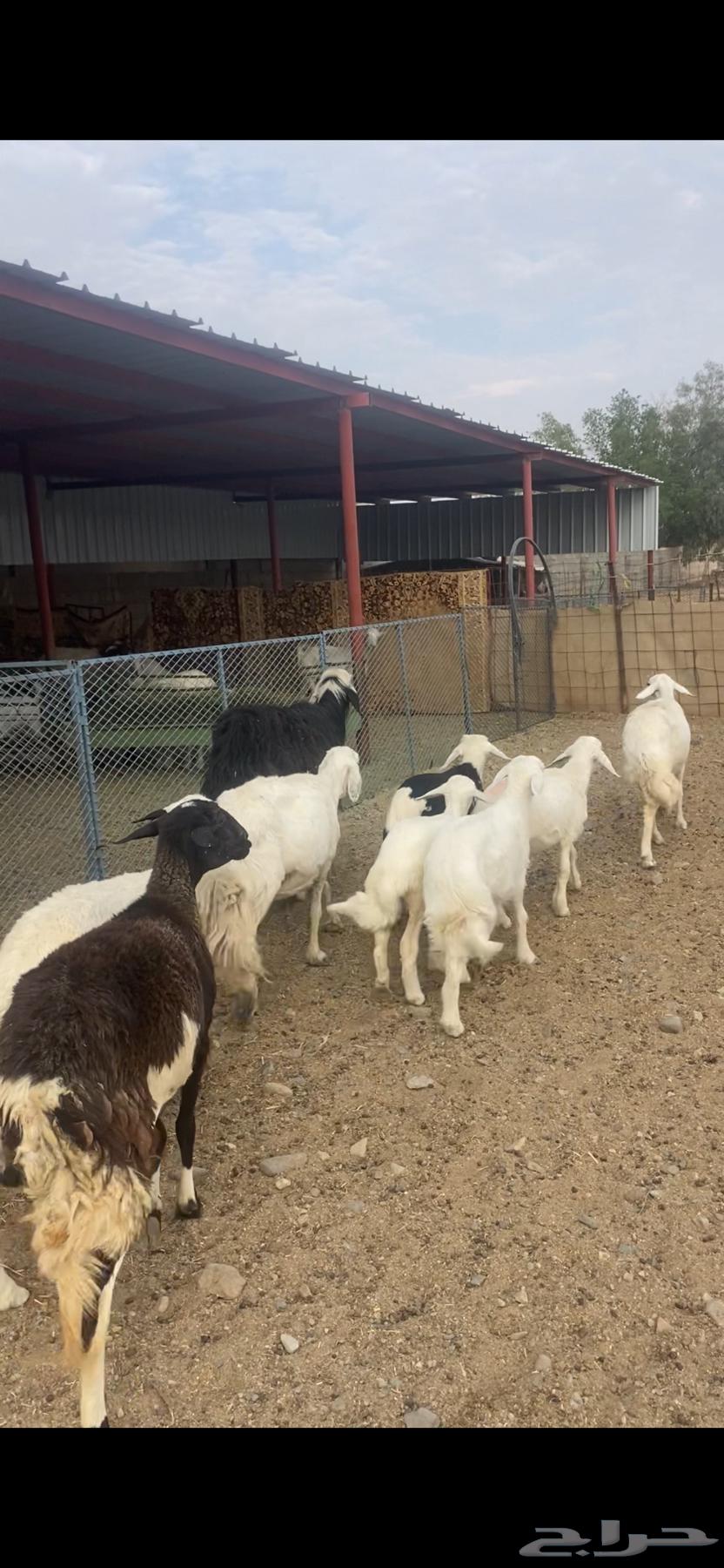 Zan Matabe364491659971843114