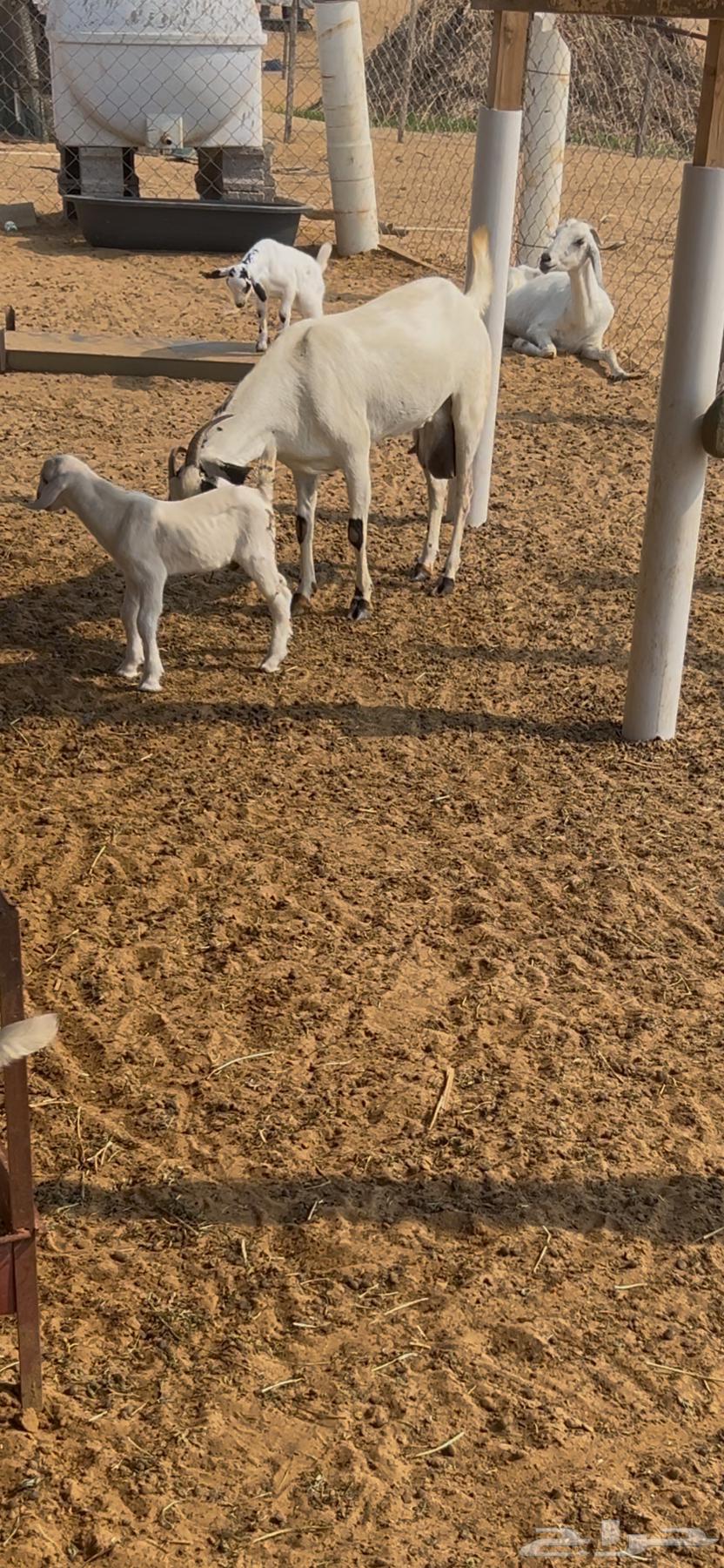 بيشيه منتوج بنت نيوم ولد الجذع ( تم البيع ) خارج حراج64488160164098110