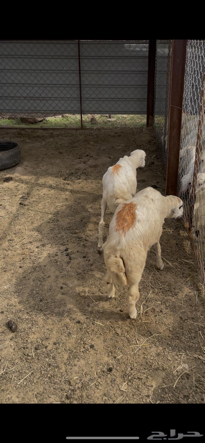 فران للبيع64492907694595114