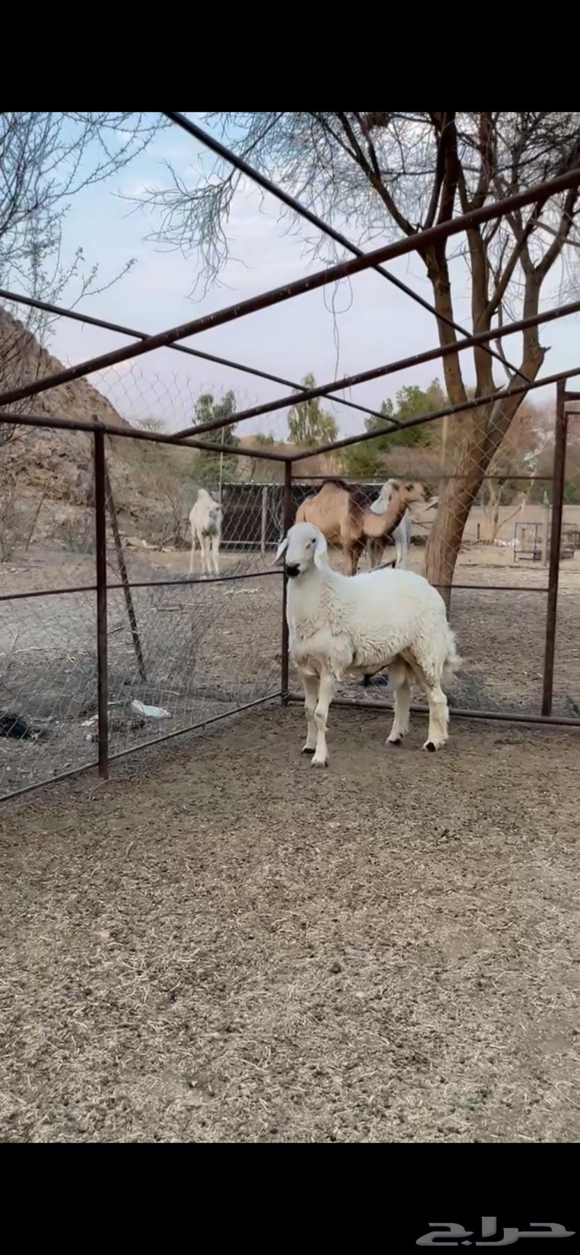 للبيع فحل حري كفوو64491741069569112