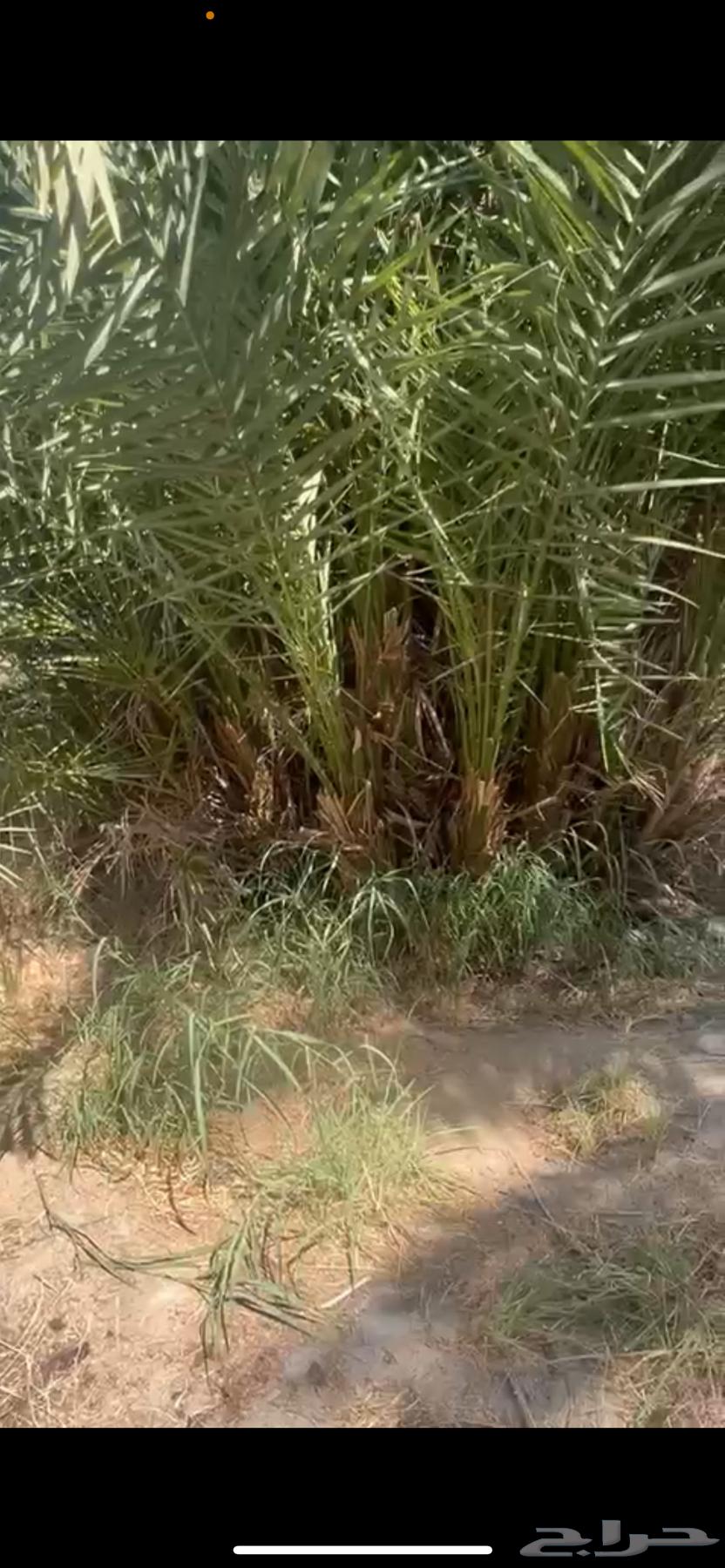 Zero date saplings for sale64490482272259112