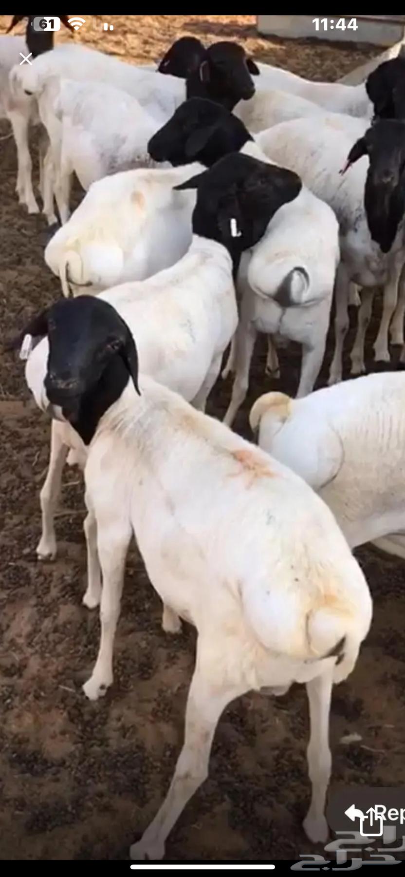 Clean equal-sized lambs with clean pens related to 4 months of feed64497124079235113