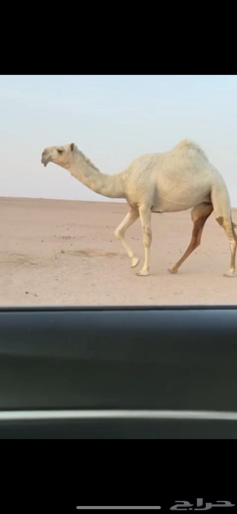 للبيع الرمانية الكفوو64494468643202110