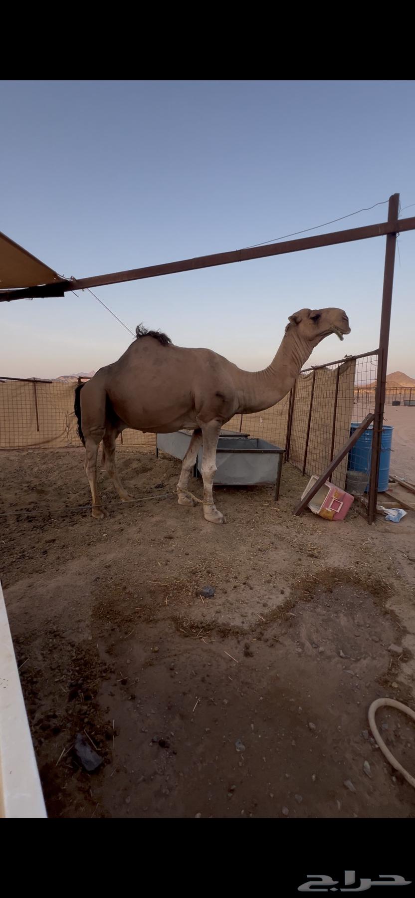 Red stud camel64488339900289112